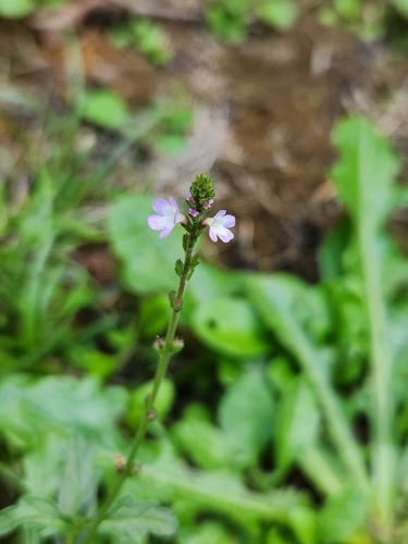 Common vervain