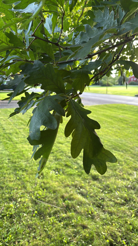 white oak