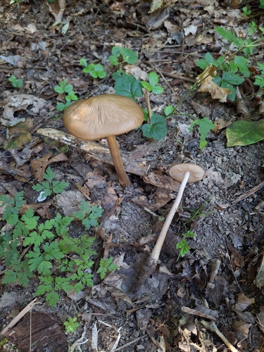 rooting shank