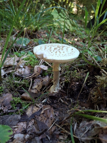 False Death-cap