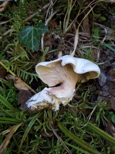 Sweetbread Mushroom