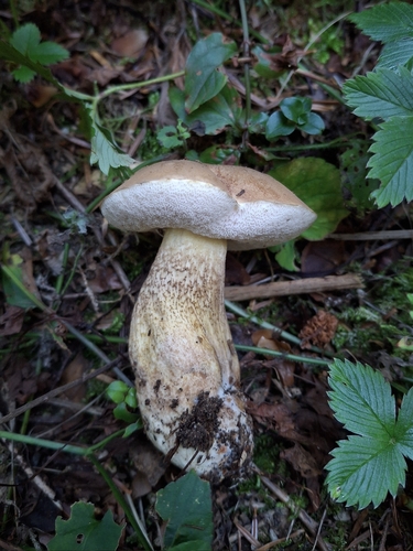 Bitter Bolete