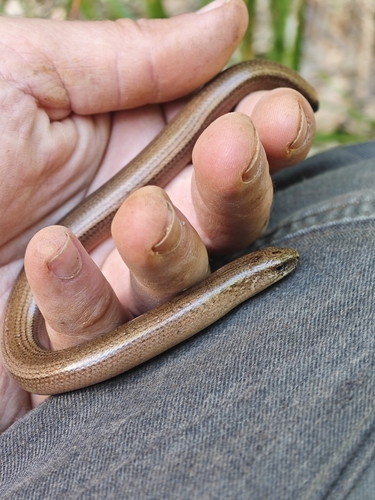 Common Slowworm