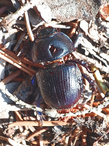 Woodland Dor Beetle