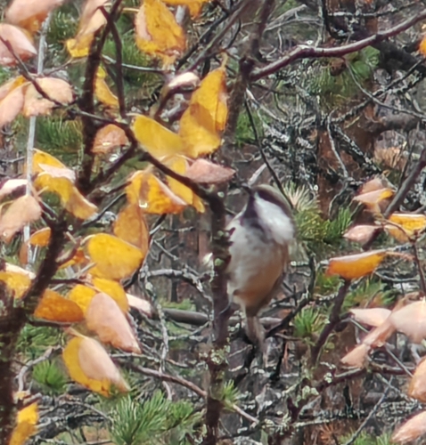 Siberian Tit