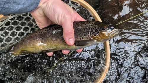 Brown Trout