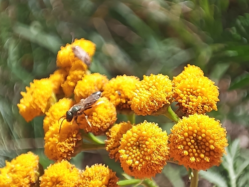 tansy