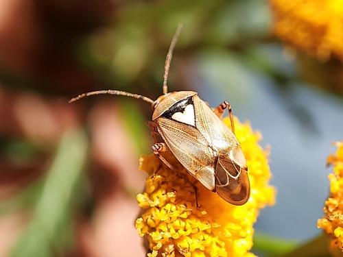 Lygus pratensis