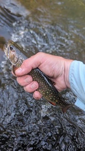 Brook Trout