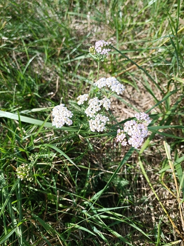 common yarrow