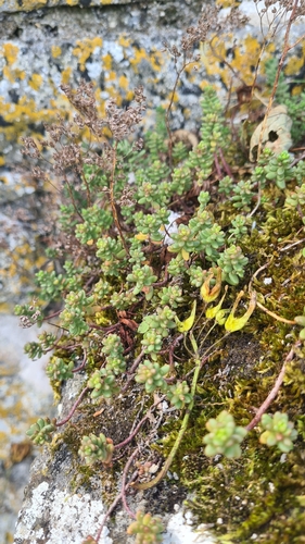 white stonecrop