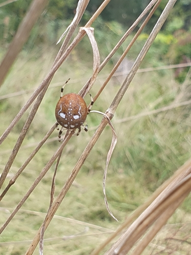 Four-spot Orbweaver
