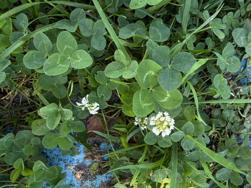 white clover
