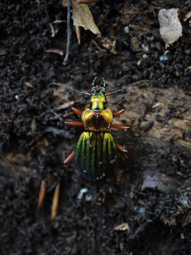 Carabus auronitens