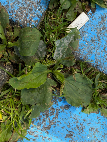 greater plantain