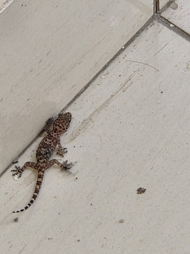 Mediterranean House Gecko
