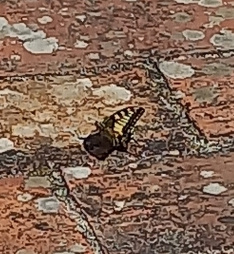 Old World Swallowtail