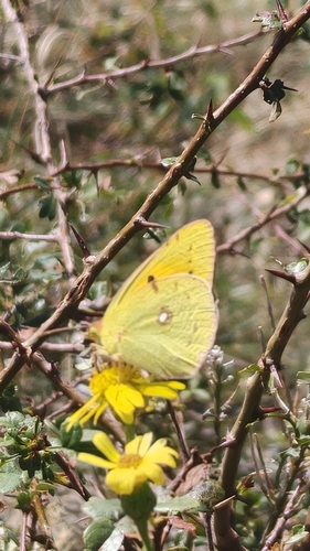 Clouded Yellow