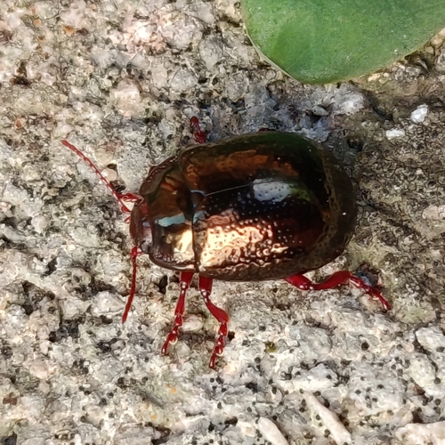 Bronze Beetle