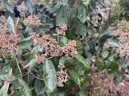 Miconia albicans