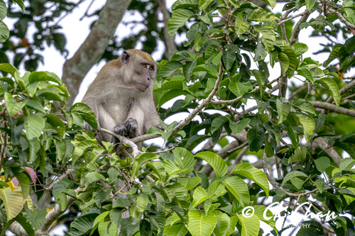 Long-tailed Macaque