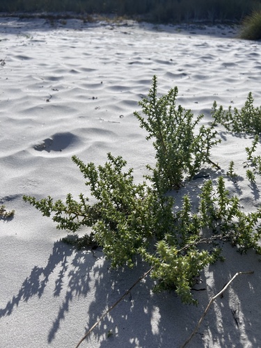 saltwort