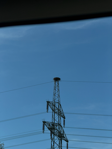 White Stork