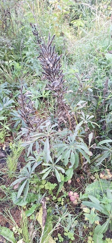 Large-leaved lupine