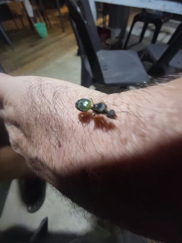 Asian Weaver Ant