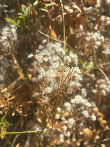 fragrant virgin's-bower