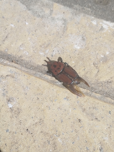 Red Palm Weevil