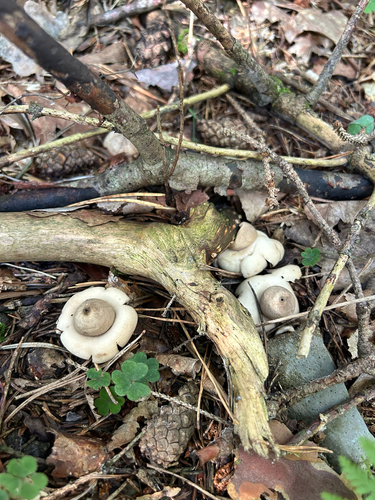 Sessile Earthstar