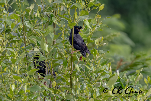 Crested Myna