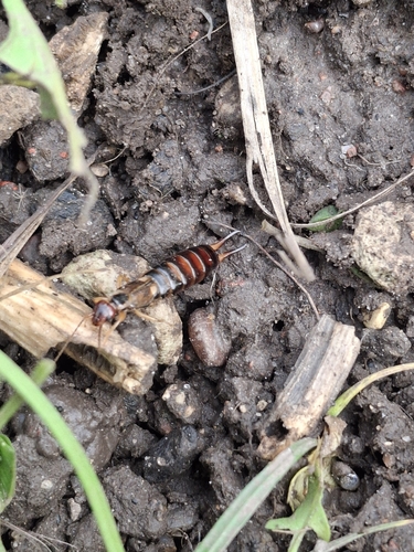 European Earwig