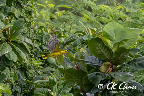 Black-naped Oriole