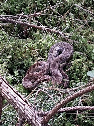 Adder