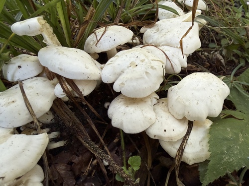 White Domecap