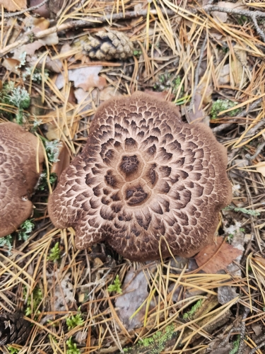 Scaly Tooth