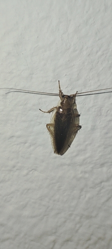 Amber Wood Cockroach