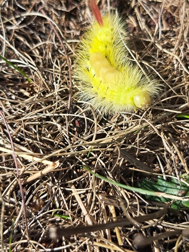 Pale Tussock Moth