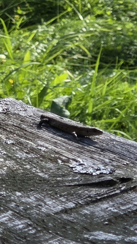 Viviparous Lizard