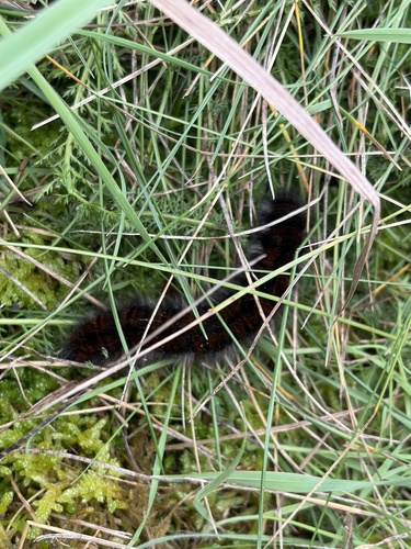 Fox Moth