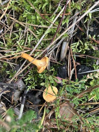 Golden Chanterelle