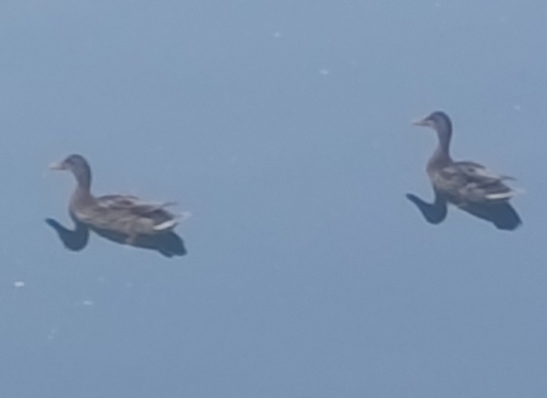 Mallard