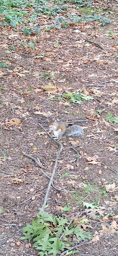 Eastern Gray Squirrel