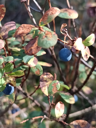 bog bilberry