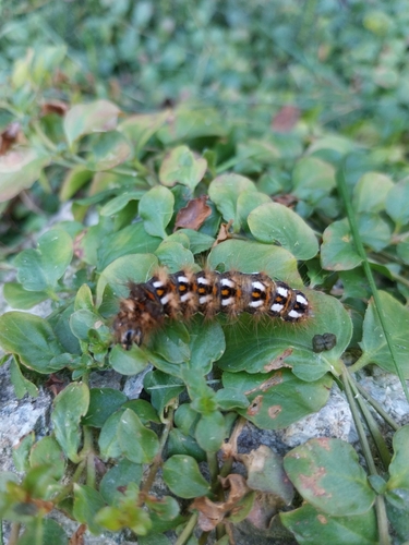 Knot Grass Moth
