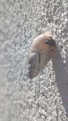 Zebra Snail