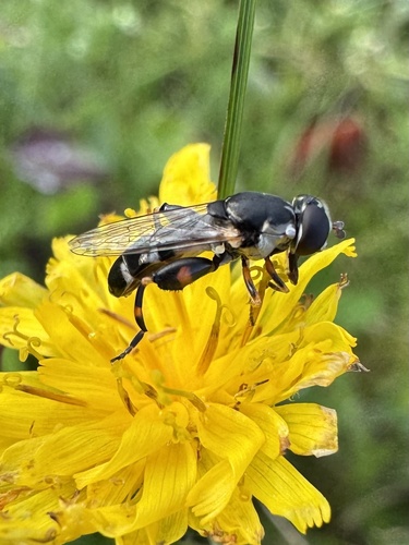 Thick-legged Hover Fly