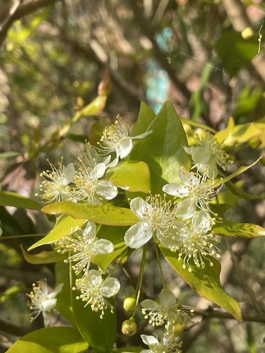 Surinam cherry